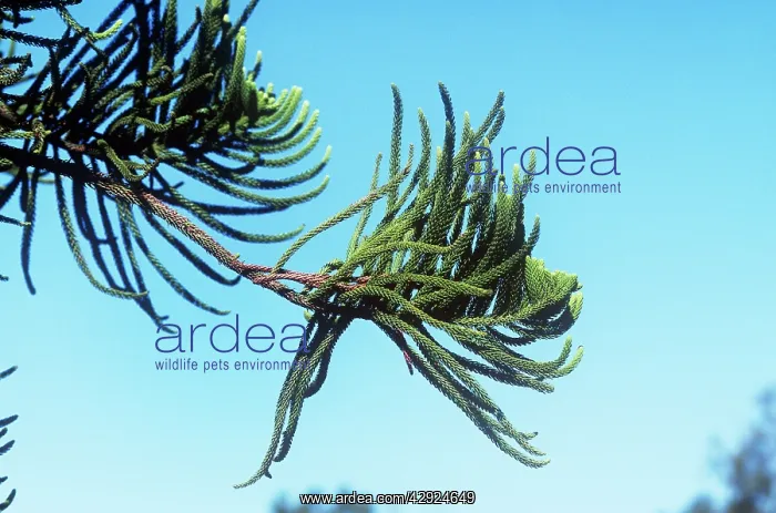 : Norfolk Island Pine - with new leaf growth at end : Norfolk Island Pine - with new leaf growth at end