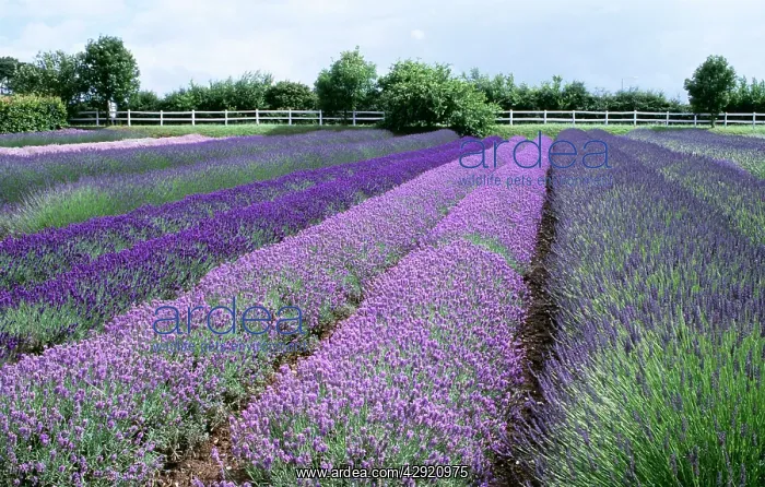 : Norfolk Lavender - the individual florets are : Norfolk Lavender - the individual florets are