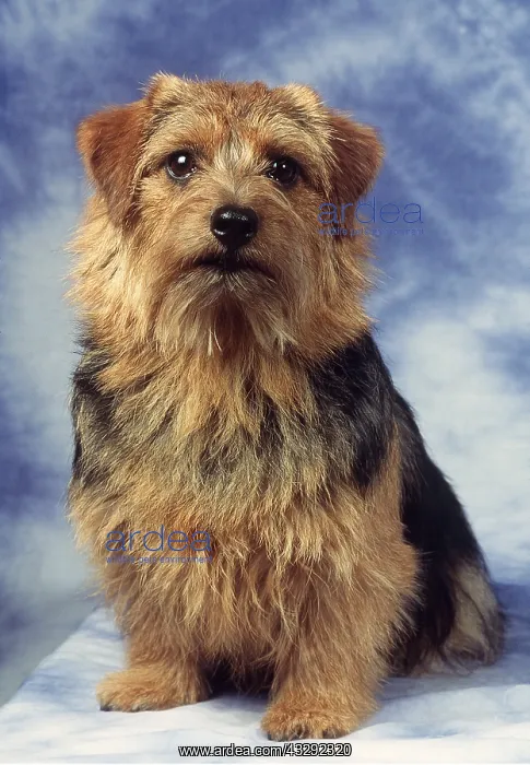 : Norfolk / Norwich Terrier DOG - sitting portrait : Norfolk / Norwich Terrier DOG - sitting portrait