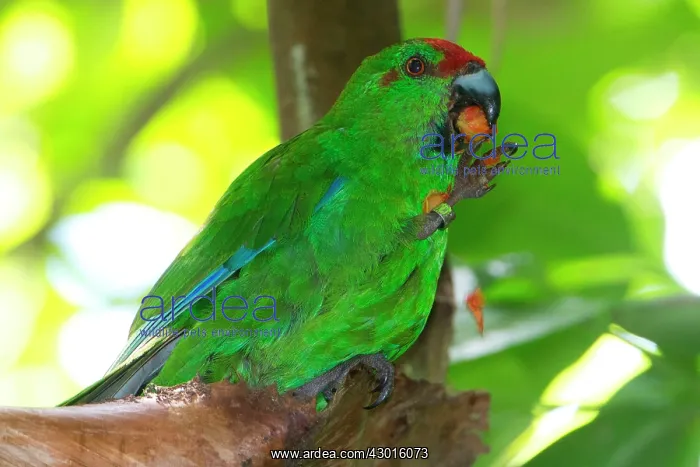 : Norfolk Parakeet eating berries from Palm (Rhopalostylis : Norfolk Parakeet eating berries from Palm (Rhopalostylis
