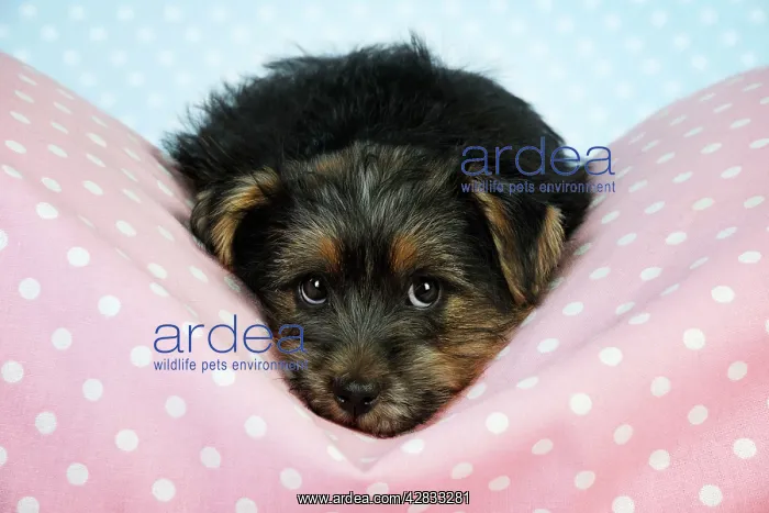: Norfolk Terrier Dog - puppy : Norfolk Terrier Dog - puppy
