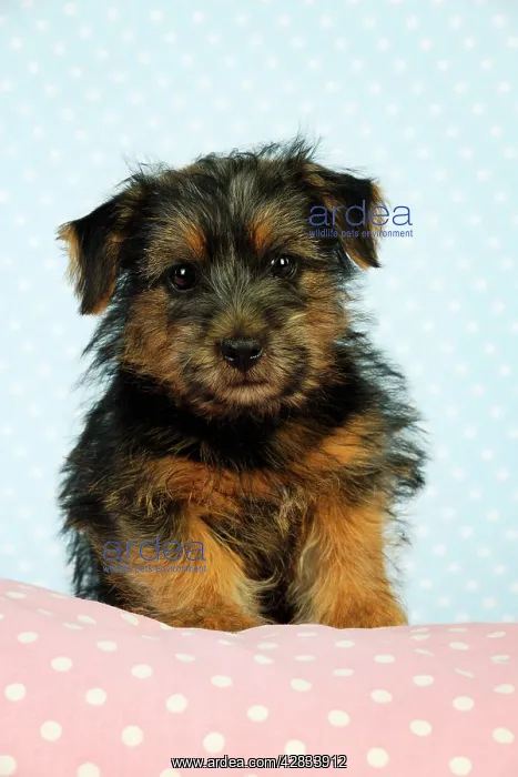 : Norfolk Terrier Dog - puppy : Norfolk Terrier Dog - puppy