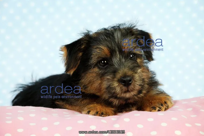 : Norfolk Terrier Dog - puppy : Norfolk Terrier Dog - puppy