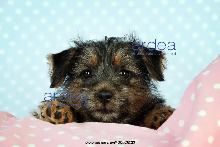 : Norfolk Terrier Dog - puppy : Norfolk Terrier Dog - puppy