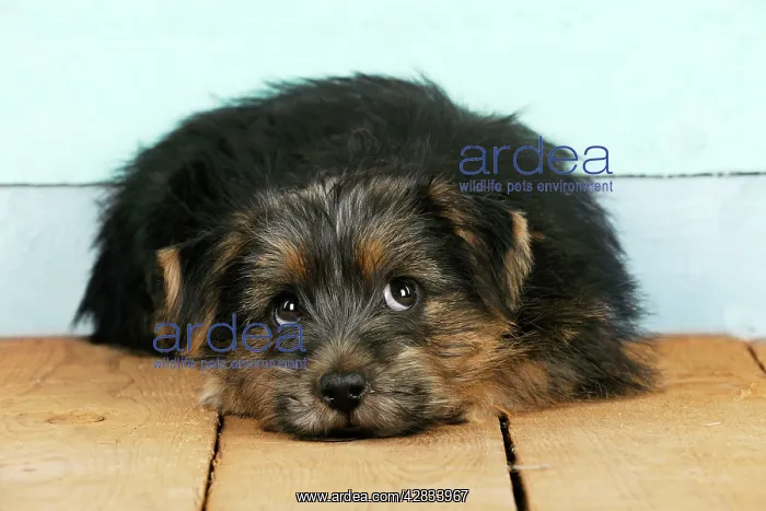 : Norfolk Terrier Dog - puppy : Norfolk Terrier Dog - puppy