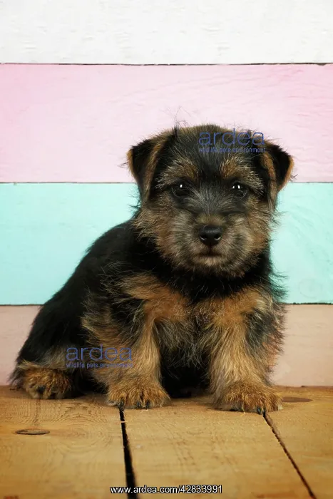 : Norfolk Terrier Dog - puppy : Norfolk Terrier Dog - puppy