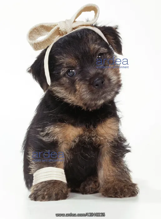  : Norfolk Terrier Dog - puppy with bandages