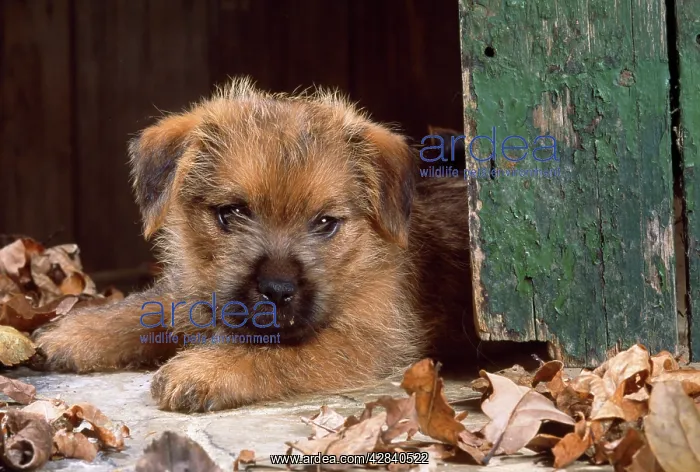  : Norfolk Terrier Dog - puppy by barn door