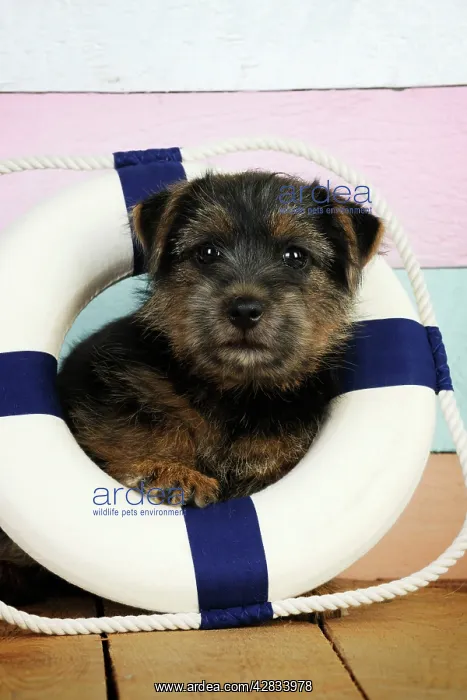 : Norfolk Terrier Dog - puppy in rubber ring : Norfolk Terrier Dog - puppy in rubber ring