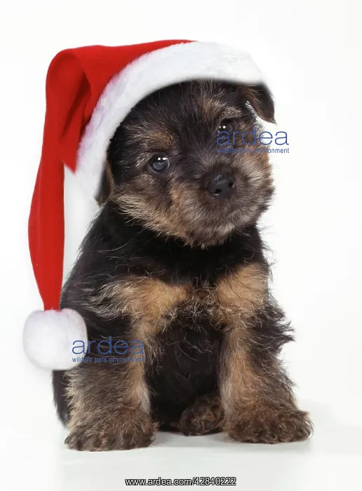  : Norfolk Terrier Dog - Puppy wearing Christmas hat