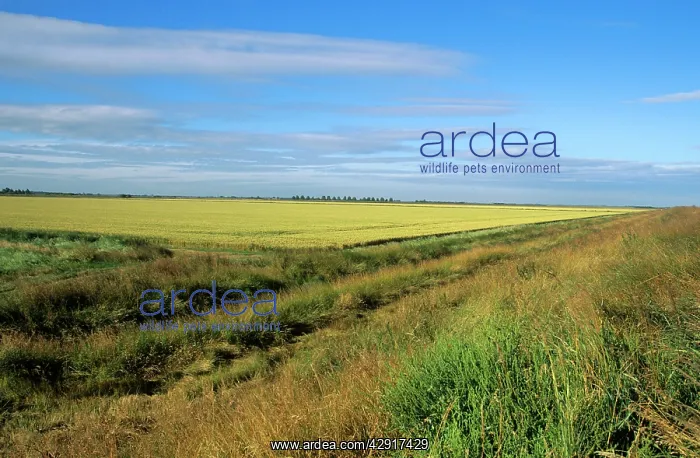  : Norfolk UK - scenic fenland
