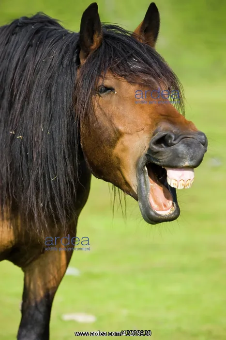 : Noriker yawning, brown, Sintersbach Hochalm pasture : Noriker yawning, brown, Sintersbach Hochalm pasture