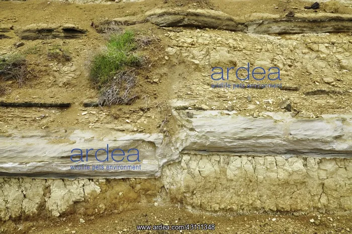 : Normal Fault : Normal Fault