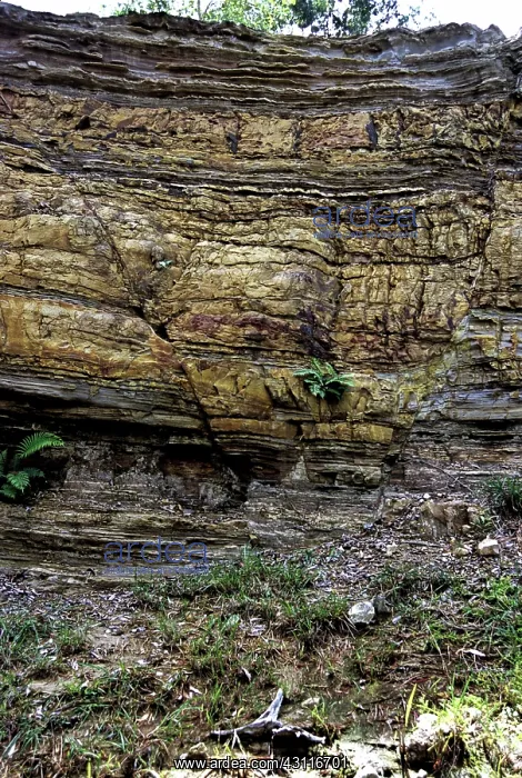  : Normal Faults, Sarawak, Malaysia