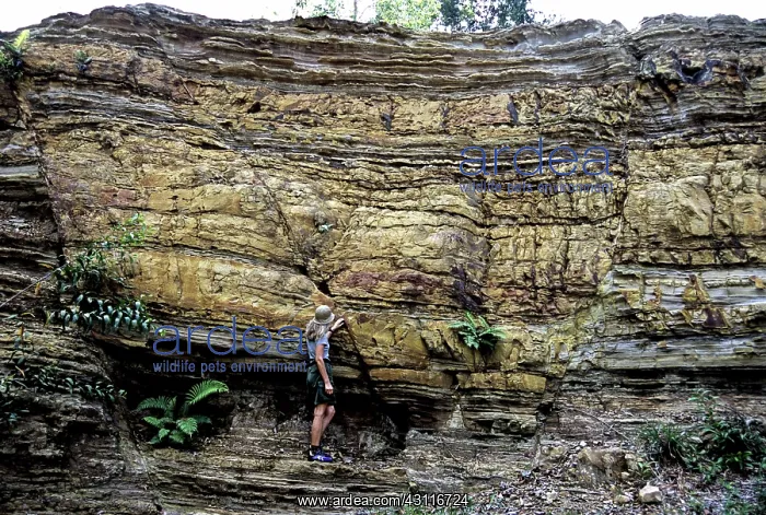 : Normal Faults, Sarawak, Malaysia : Normal Faults, Sarawak, Malaysia