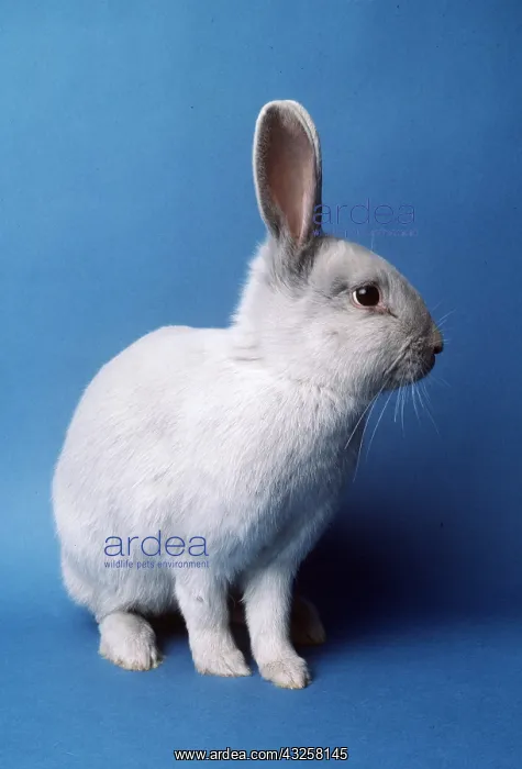 : Normal Fur Lilac Rabbit : Normal Fur Lilac Rabbit
