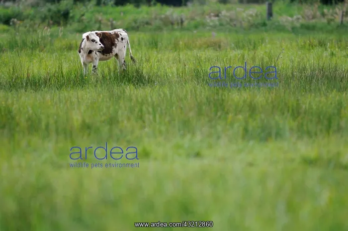 : Norman cow in a field in Normandy France : Norman cow in a field in Normandy France