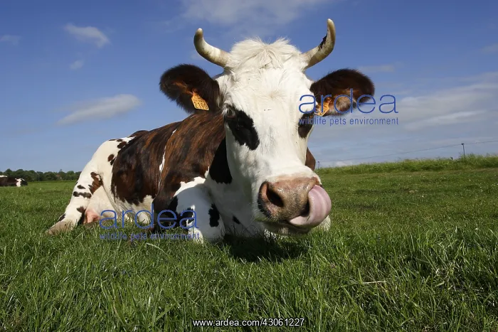 : Norman cow was licking the muzzle in a meadow Normandy : Norman cow was licking the muzzle in a meadow Normandy