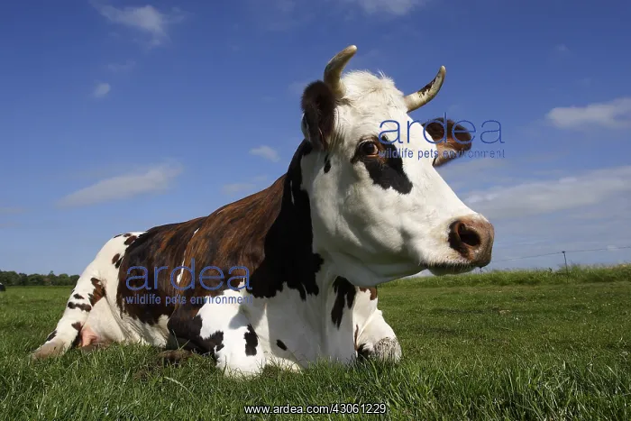 : Norman cow lying in a meadow Normandy France : Norman cow lying in a meadow Normandy France
