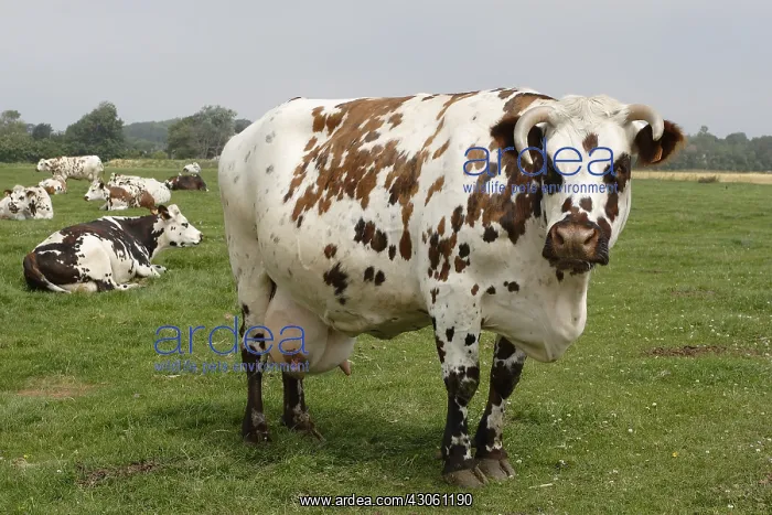 : Norman cow in a meadow Normandy France : Norman cow in a meadow Normandy France