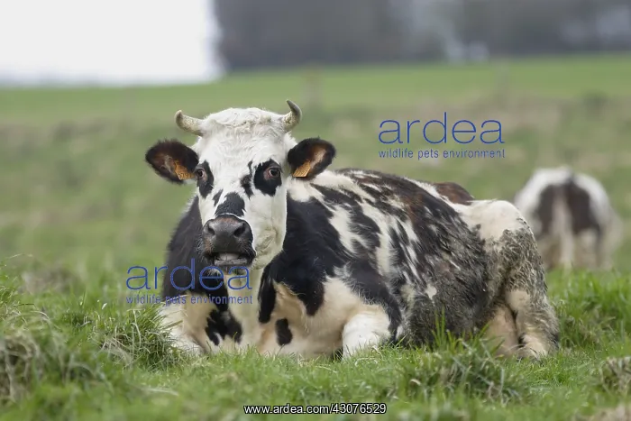 : Norman cow in a meadow in Seine-Maritime : Norman cow in a meadow in Seine-Maritime