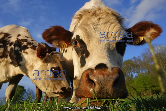 : Norman cows Saint-Pois Manche : Norman cows Saint-Pois Manche