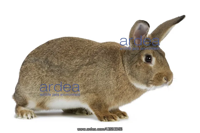  : Normand Rabbit - in studio