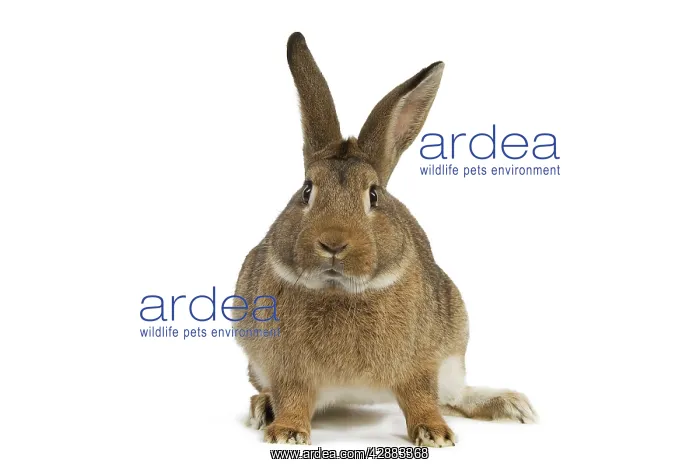  : Normand Rabbit - in studio