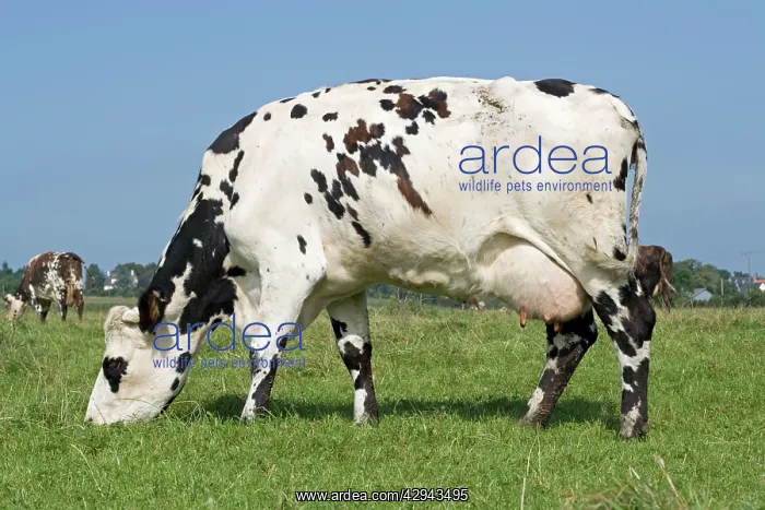 : Normande tri-coloured cow grazing : Normande tri-coloured cow grazing