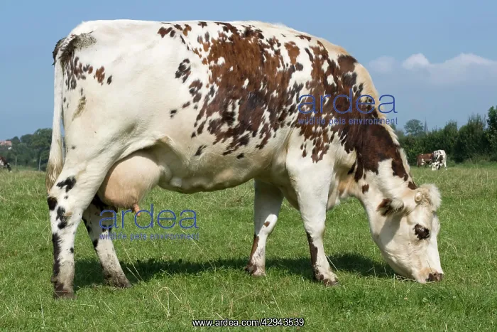  : Normande tri-coloured cow grazing