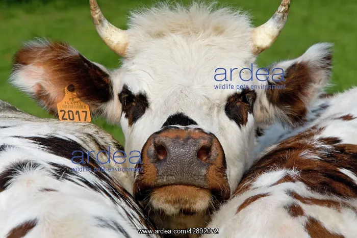  : Normandy Cow - face