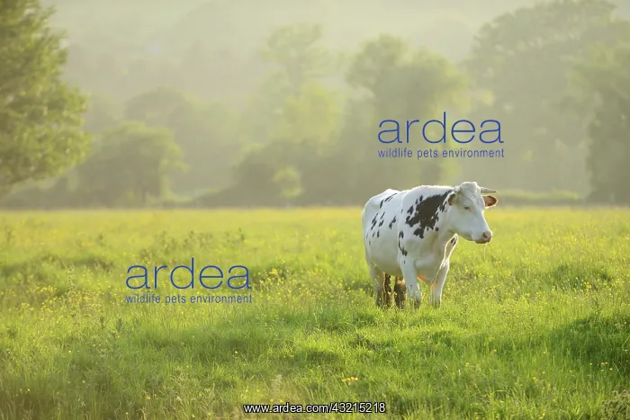 : Normandy cow in the meadow at dusk - Normandy France : Normandy cow in the meadow at dusk - Normandy France