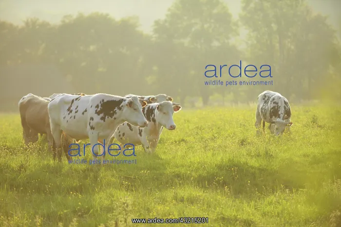 : Normandy cows in the meadow at dusk - Normandy France : Normandy cows in the meadow at dusk - Normandy France