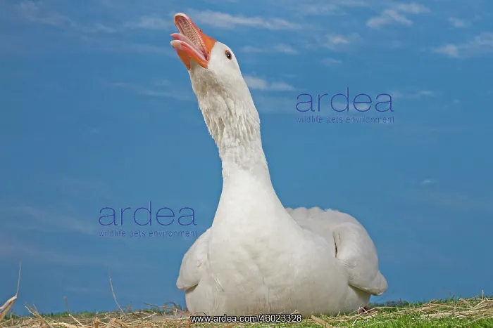  : Normandy Goose