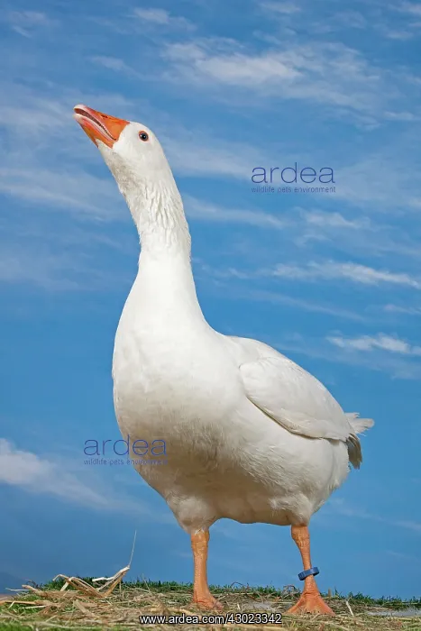  : Normandy Goose
