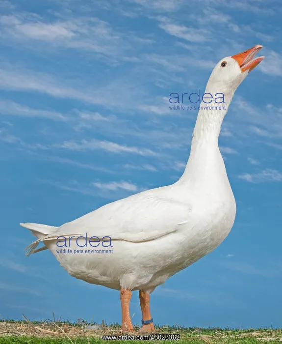  : Normandy Goose