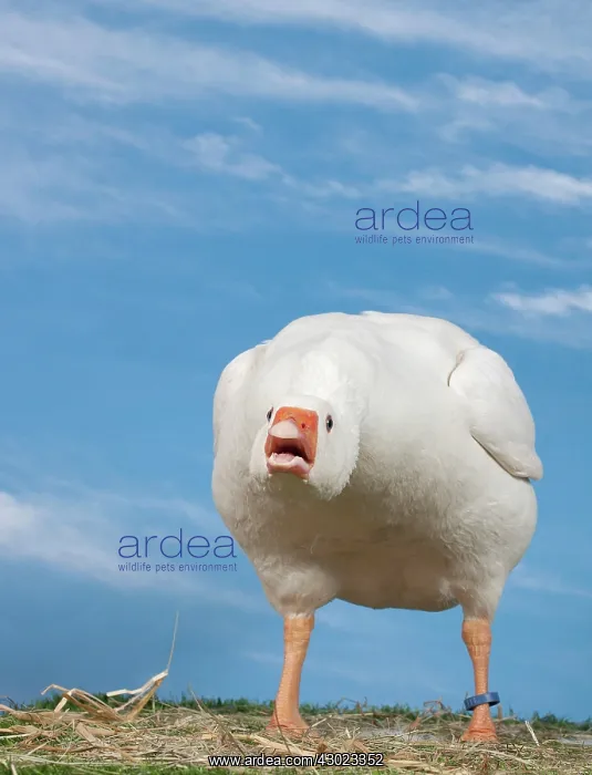 : Normandy Goose in aggressive posture : Normandy Goose in aggressive posture