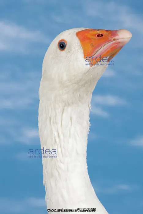  : Normandy Goose portrait