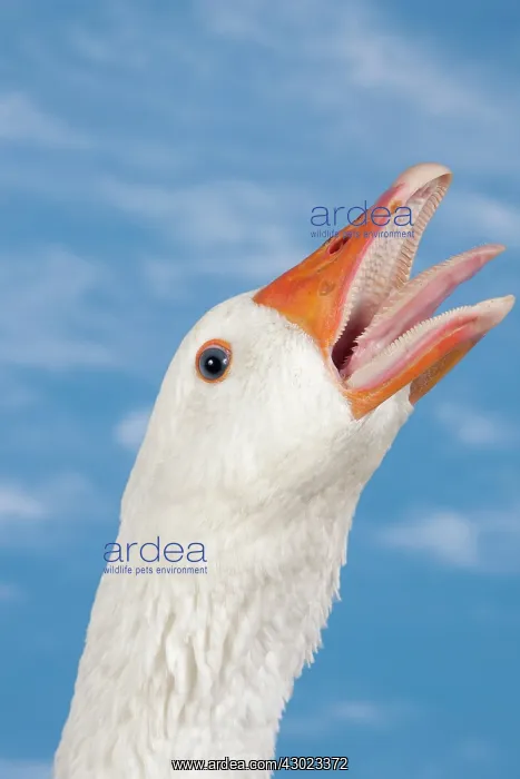 : Normandy Goose showing aggression : Normandy Goose showing aggression