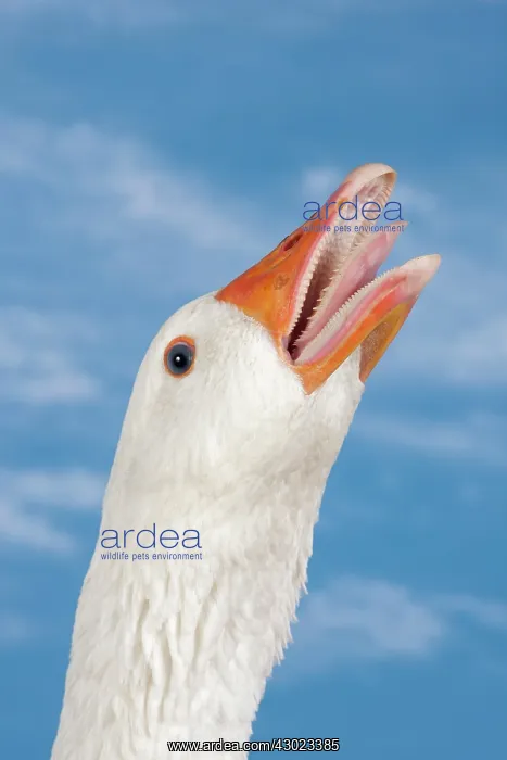  : Normandy Goose showing aggression