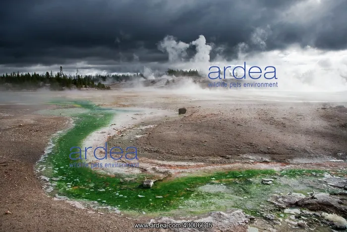 : Norris Geyser Basin with approaching storm clouds : Norris Geyser Basin with approaching storm clouds