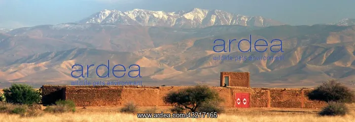: North Africa; Africa; Morocco. The majestic : North Africa; Africa; Morocco. The majestic