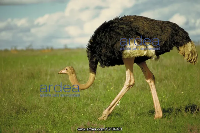 : North African ostrich : North African ostrich