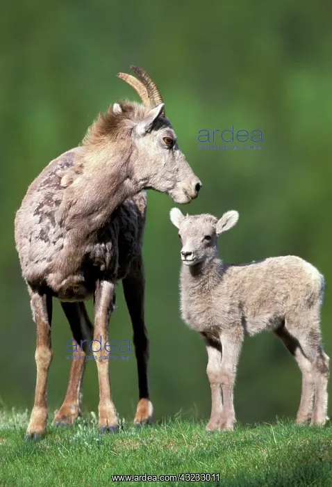 : North America, Canada, Alberta, Banff. Bighorn : North America, Canada, Alberta, Banff. Bighorn