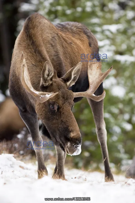 : North America, Canada, Alberta, Jasper National : North America, Canada, Alberta, Jasper National