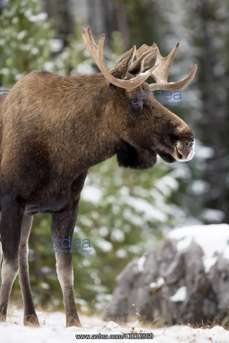  : North America, Canada, Alberta, Jasper National