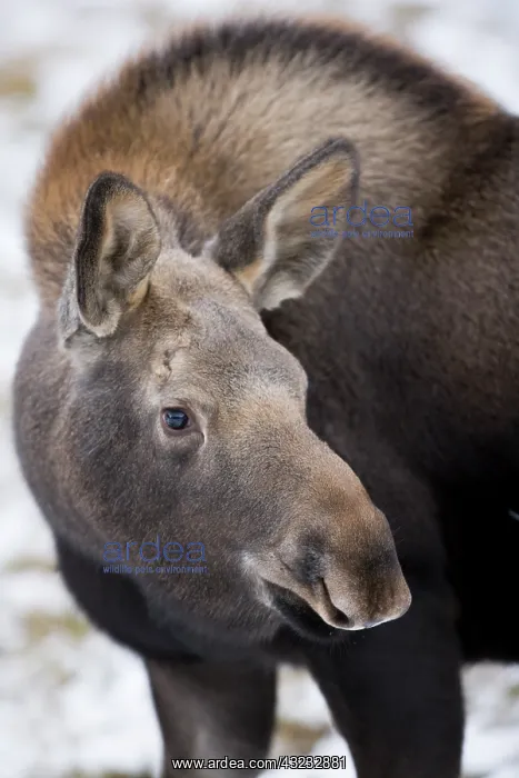 : North America, Canada, Alberta, Jasper National : North America, Canada, Alberta, Jasper National