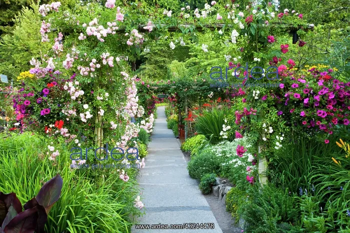 : North America. Canada. BC. Victoria. Rose : North America. Canada. BC. Victoria. Rose