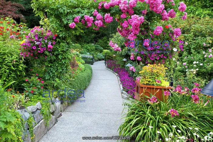 : North America. Canada. BC. Victoria. Rose : North America. Canada. BC. Victoria. Rose