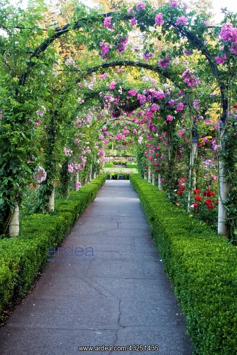 : North America. Canada. BC. Victoria. Rose : North America. Canada. BC. Victoria. Rose